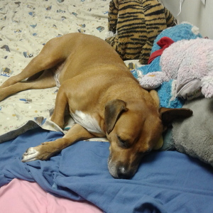 Fundraising Page: caitlin sandy